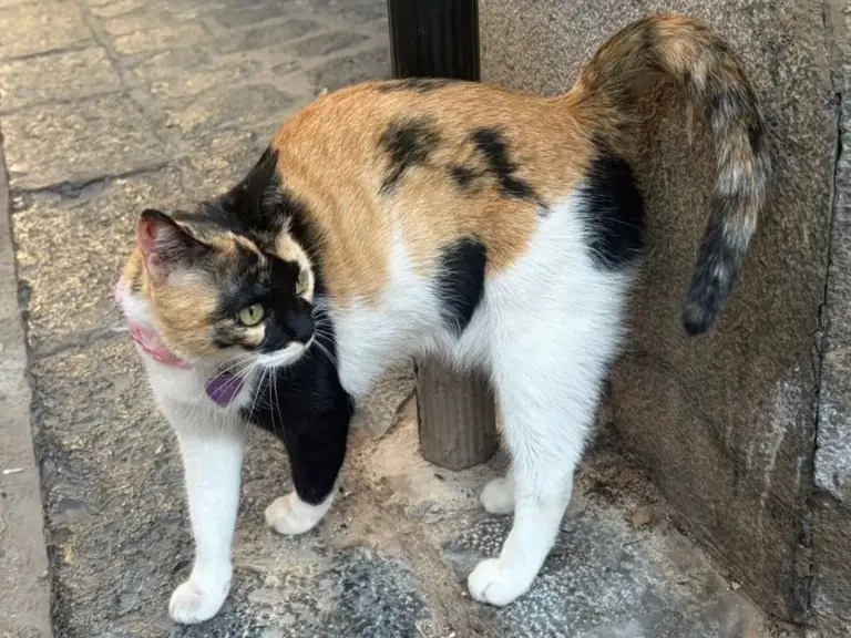 A cat with an adoption record.