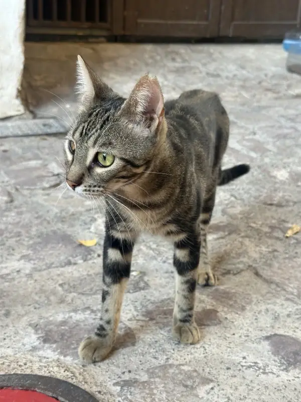 A closer photo of the same tabby cat, layered over its second photo.