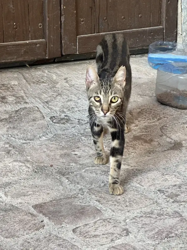 A tabby cat looking up at the camera.