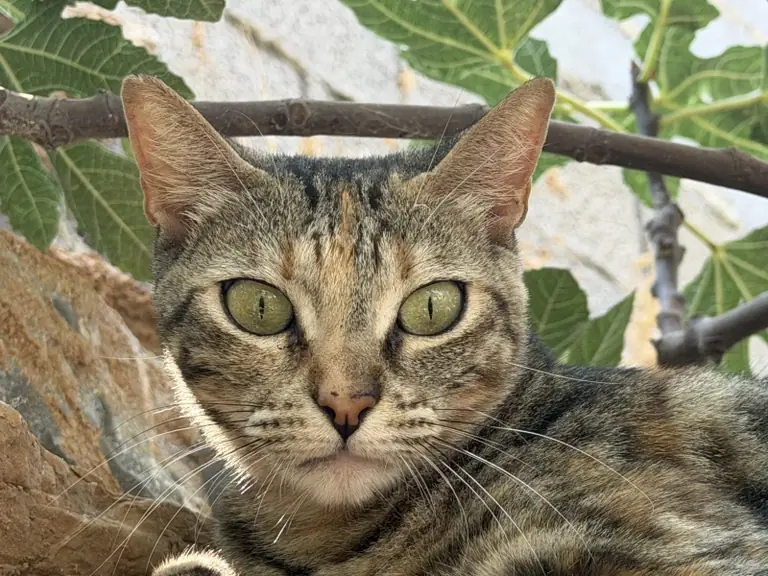 A tabby colony cat
