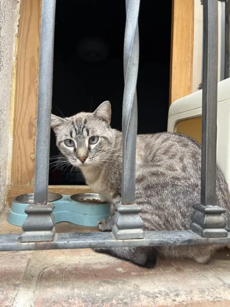 A grey colony cat