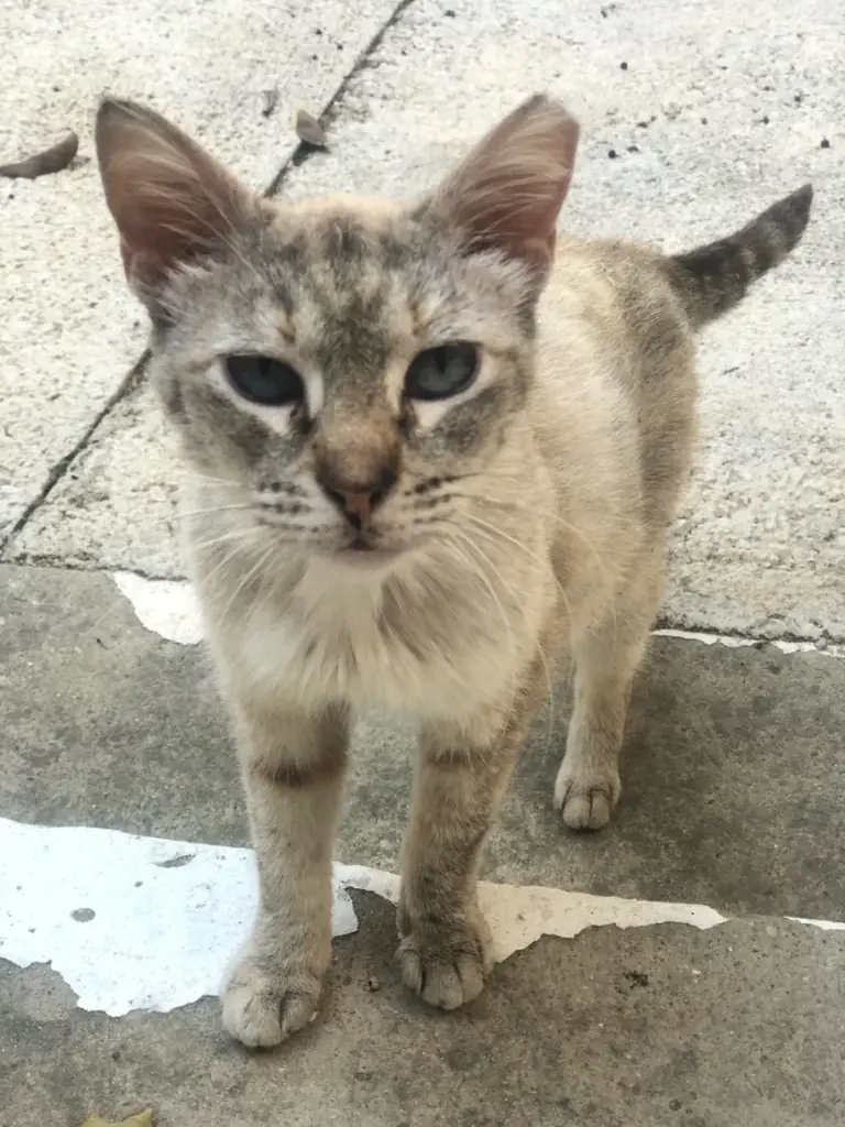 A cat in foster care.