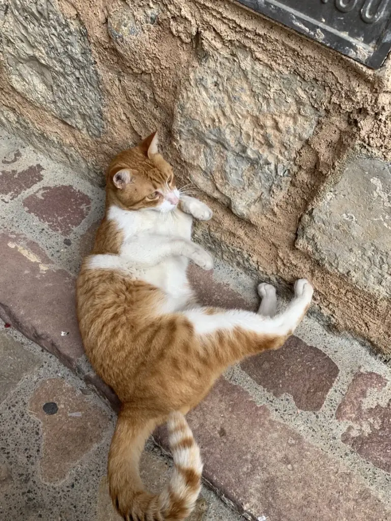 A cat whose medication is being tracked.