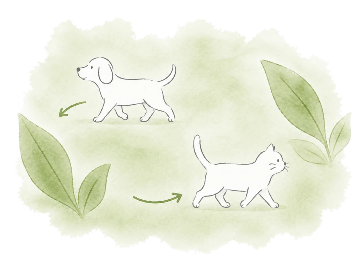 A cat arrives and a dog leaves along two simple curved paths.
