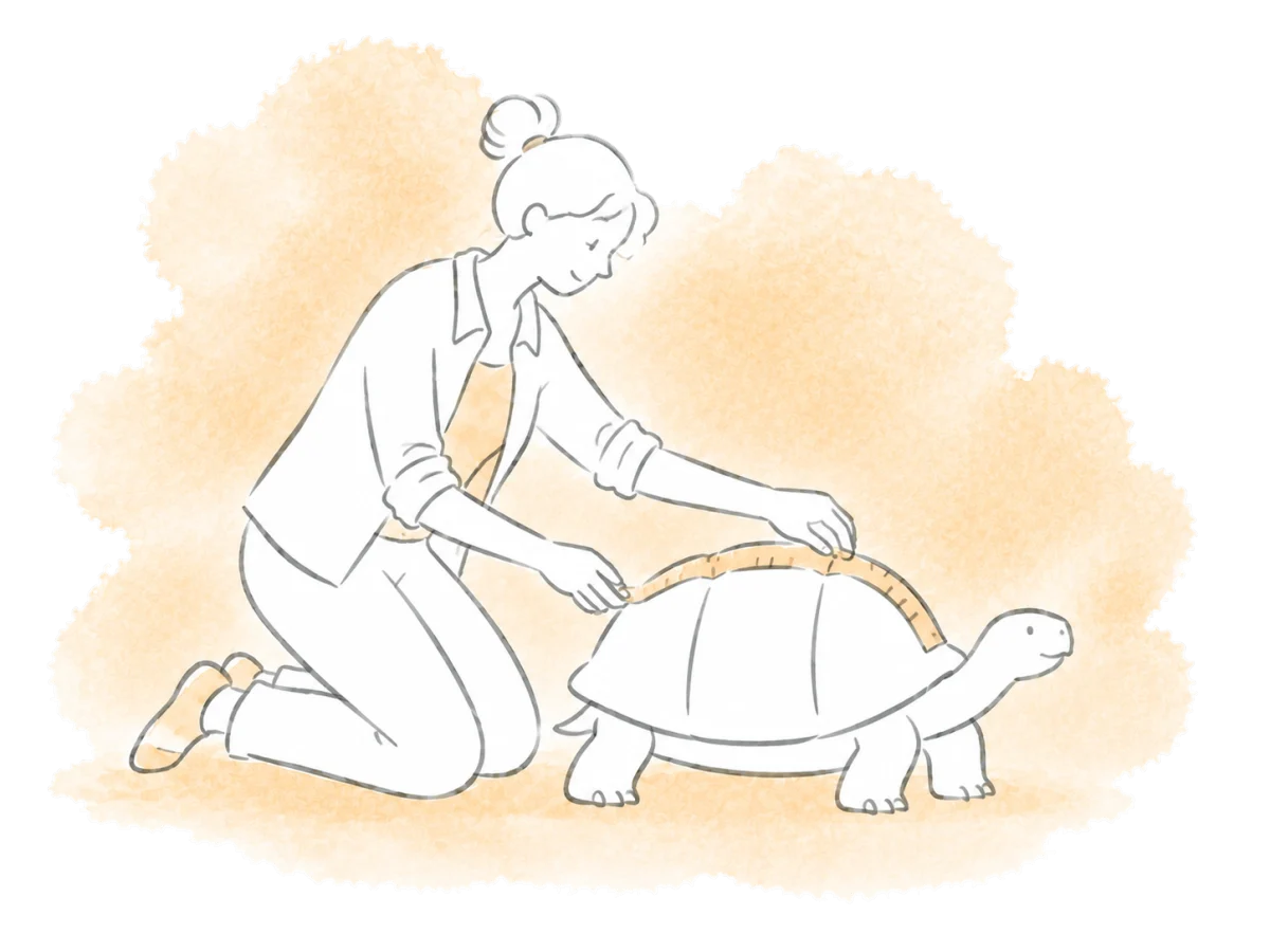 A caregiver measures a tortoise's shell.
